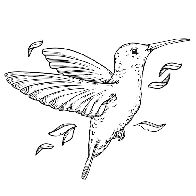 Free Vector hand drawn hummingbird outline illustration