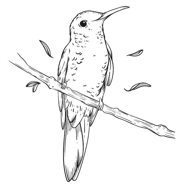 Free vector hand drawn hummingbird outline illustration