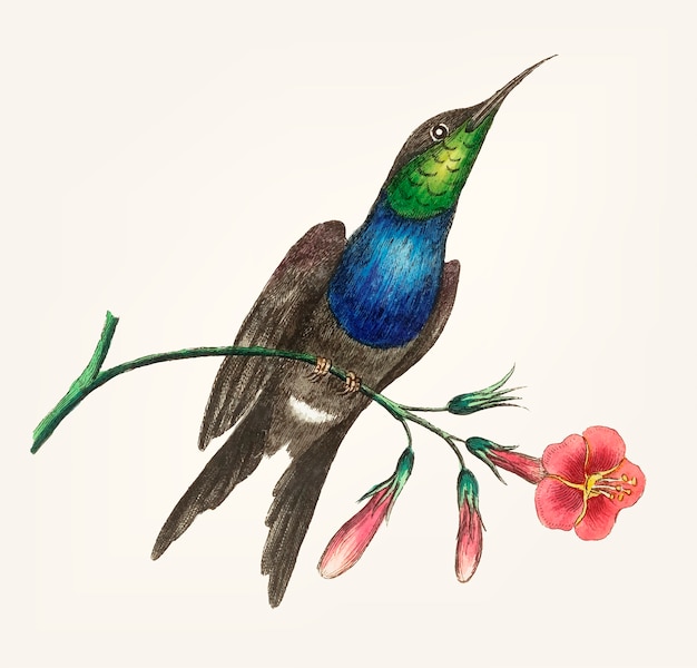 Hand drawn of hummingbird