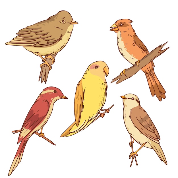 Hand drawn illustrated bird collection