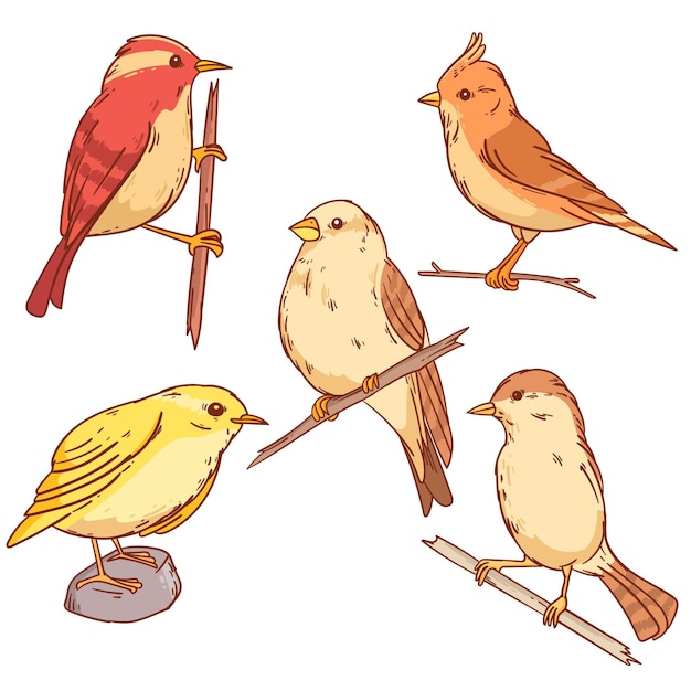 Free Vector hand drawn illustrated bird set