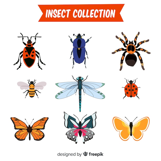 Hand drawn insect collection