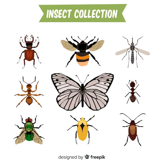 Hand drawn insect collection