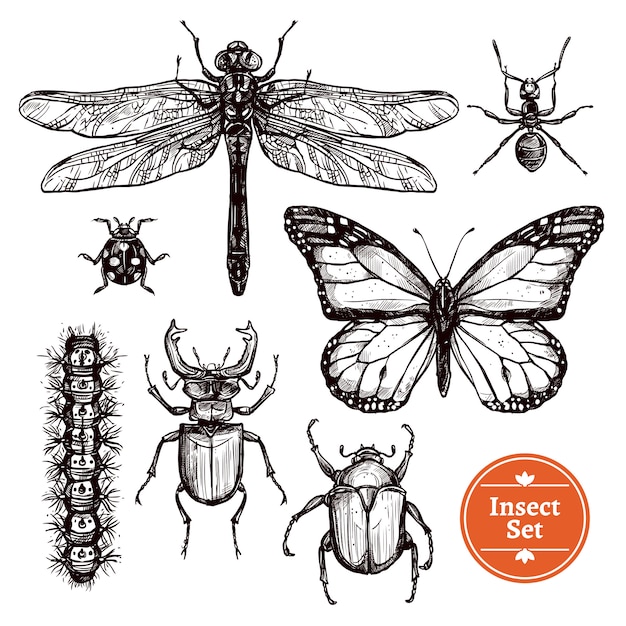 Free Vector hand drawn insect set