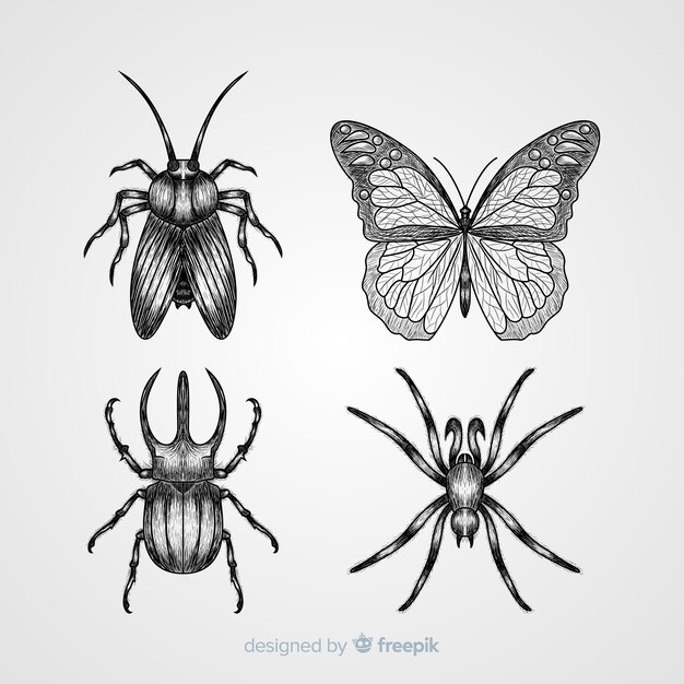 Hand drawn insect sketch pack