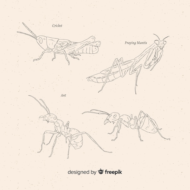 Free Vector hand drawn insect sketches collection