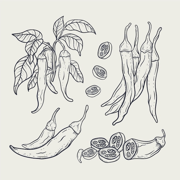 Hand drawn jalapeno drawing element