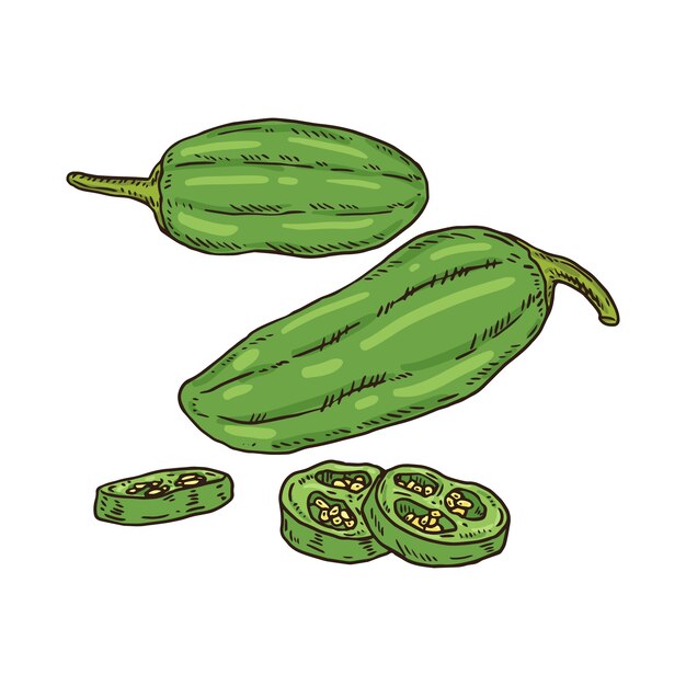 Hand drawn jalapeno drawing illustration