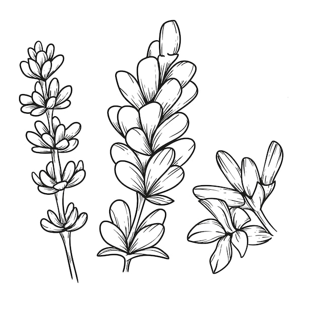 Free vector hand drawn lavender  drawing illustration