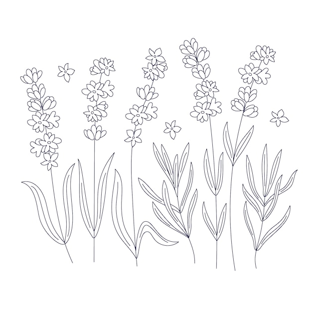 Free Vector hand drawn lavender drawing illustration