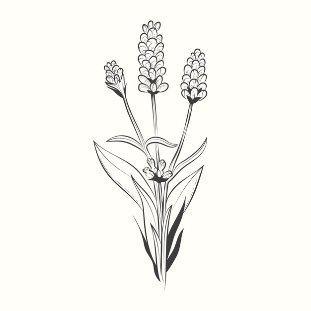 Free Vector hand drawn lavender drawing illustration