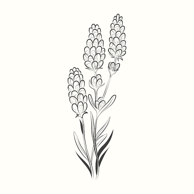 Free vector hand drawn lavender drawing illustration