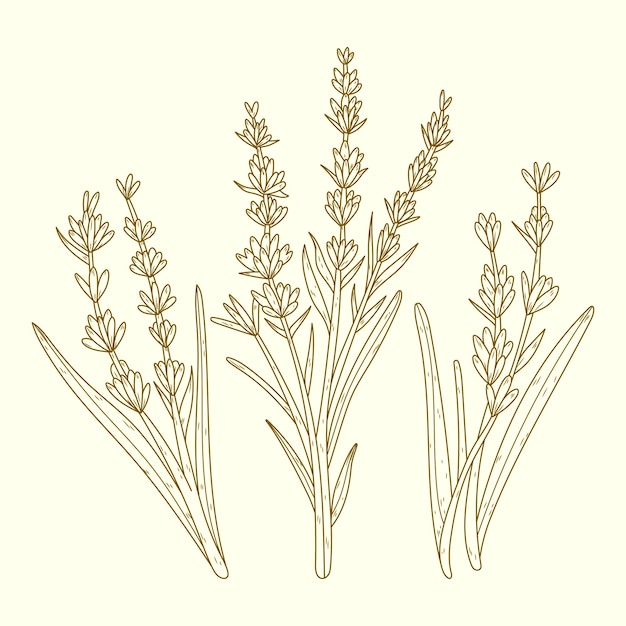 Free Vector hand drawn lavender drawing illustration