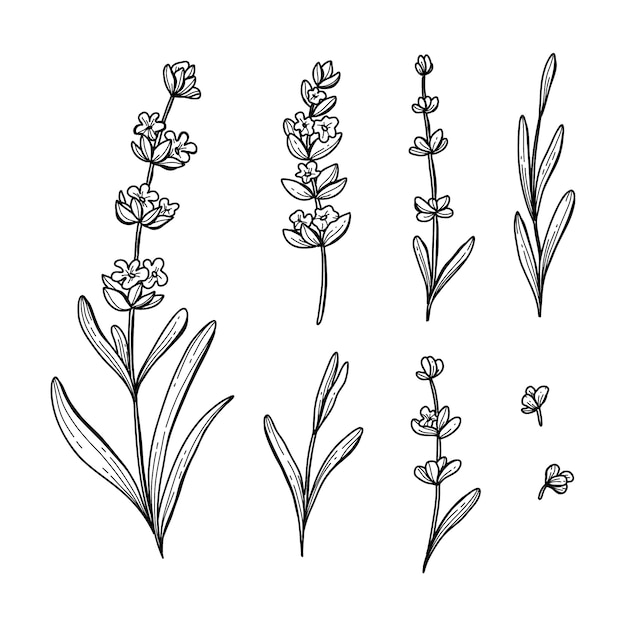 Free vector hand drawn lavender drawing illustration