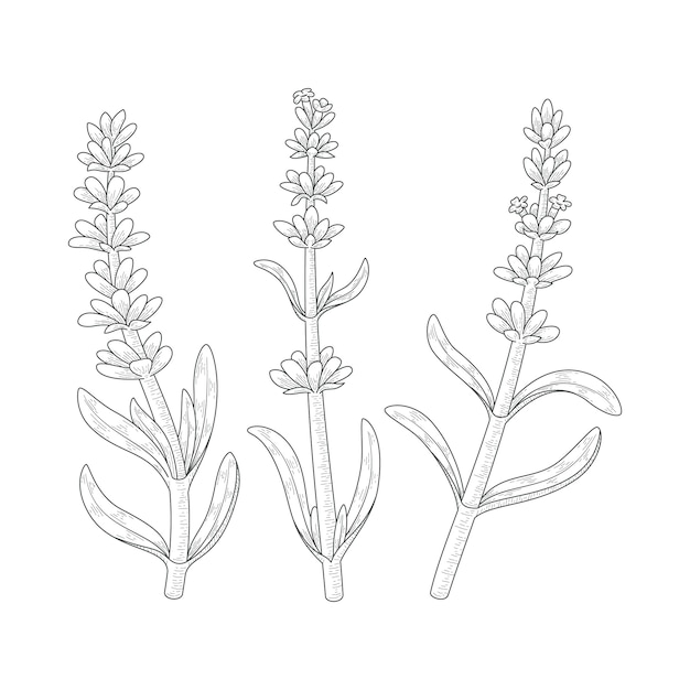 Free vector hand drawn lavender drawing illustration