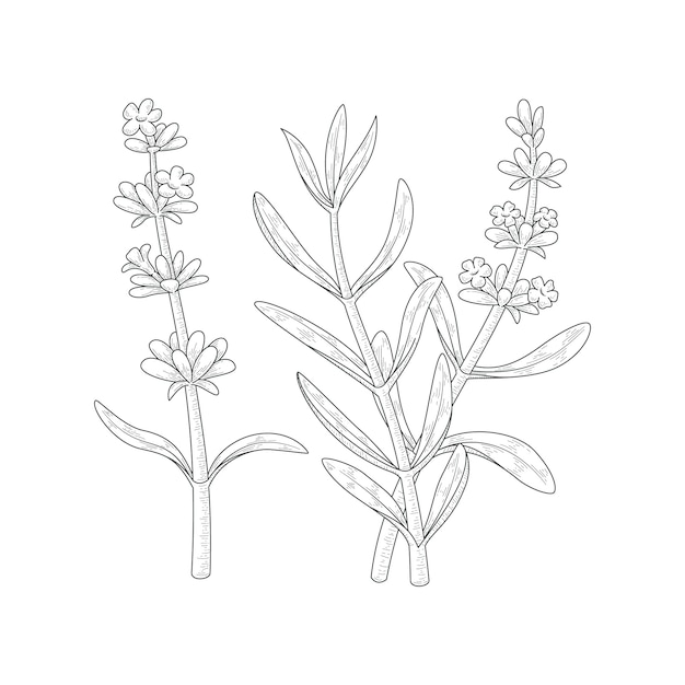 Hand drawn lavender drawing illustration