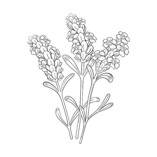 Free Vector hand drawn lavender outline illustration