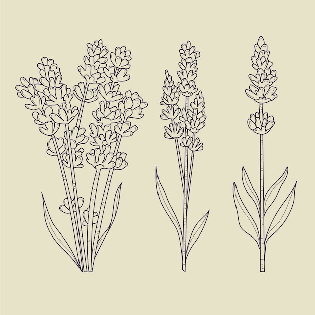 Free vector hand drawn lavender outline illustration