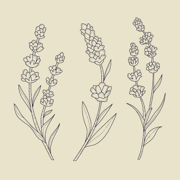 Free Vector hand drawn lavender outline illustration