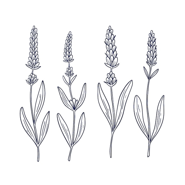 Free Vector hand drawn lavender outline illustration