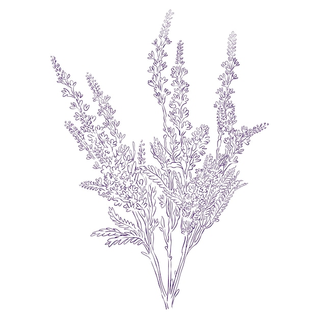 Free Vector hand drawn lavender outline illustration