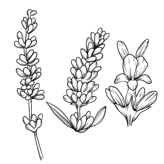 Free vector hand drawn lavender outline illustration