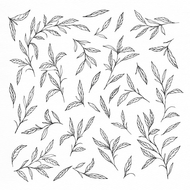 Hand drawn leaves and branches collections