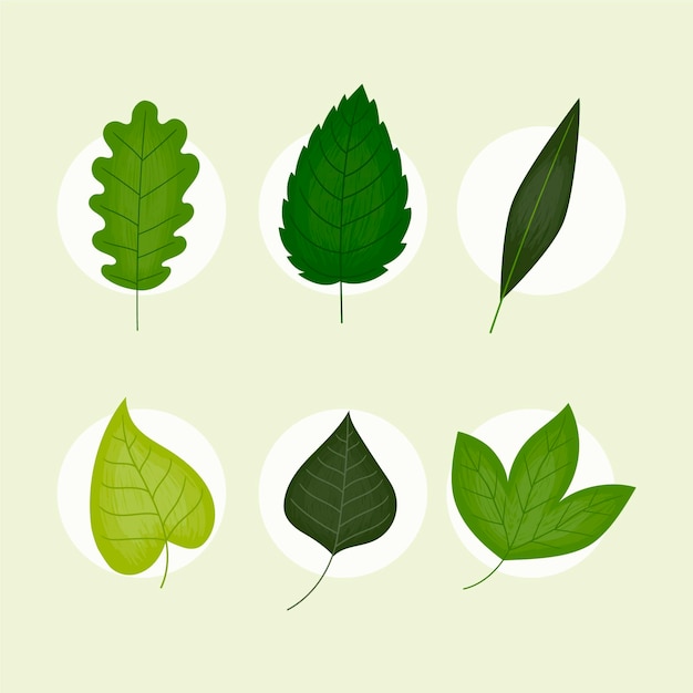 Free vector hand drawn leaves collection