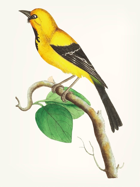 Hand drawn of lesser banana-bird