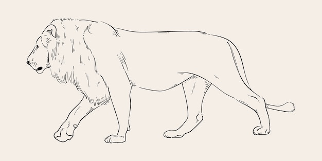 Hand drawn lion outline illustration