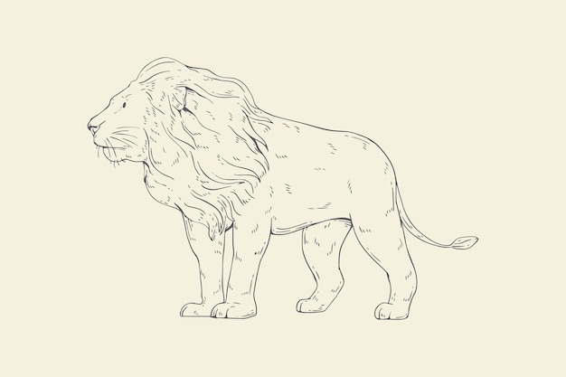 Hand drawn lion outline illustration