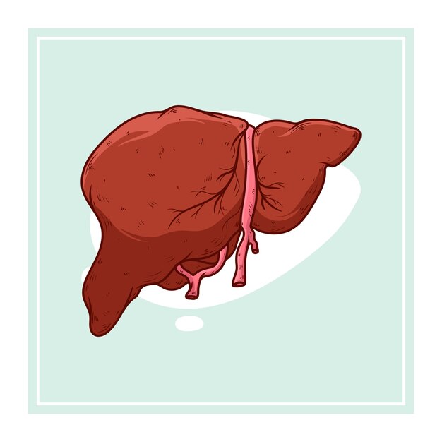 Hand drawn liver drawing illustration