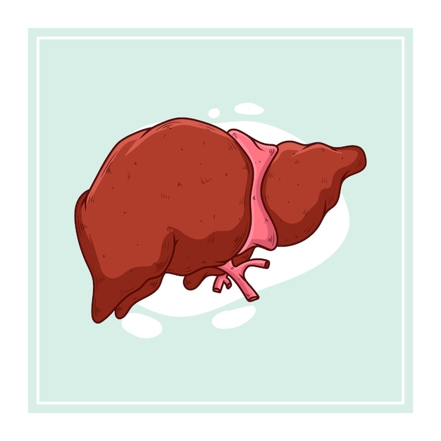 Hand drawn liver drawing illustration