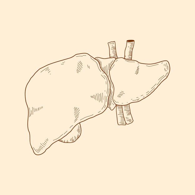 Hand drawn liver drawing illustration