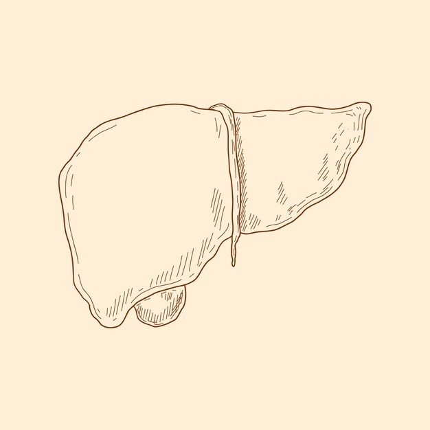 Hand drawn liver drawing illustration