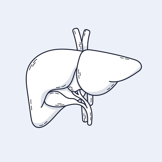 Hand drawn liver drawing illustration