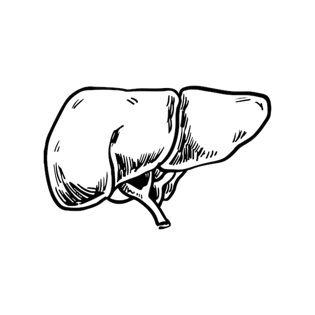 Hand drawn liver drawing illustration