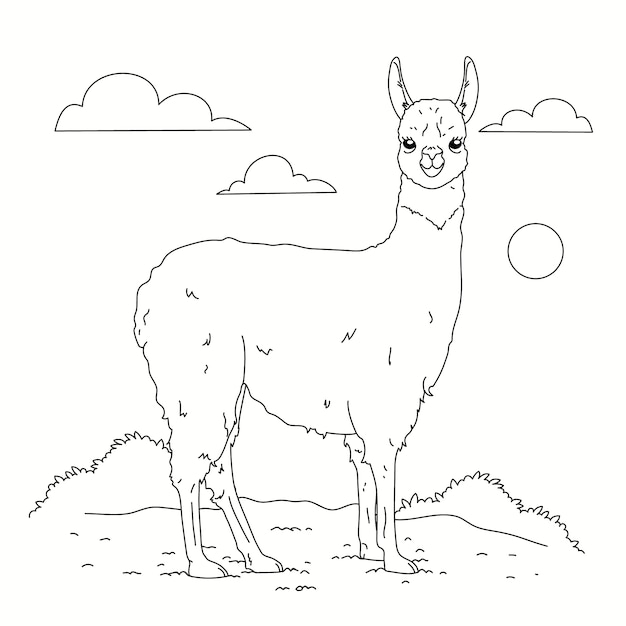 Hand drawn llama outline illustration