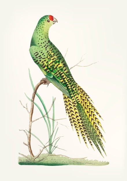 Free Vector hand drawn of long-tailed parrot