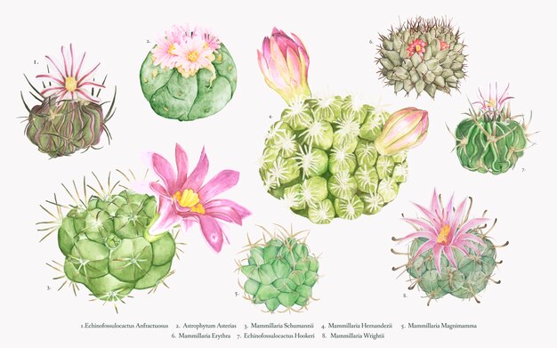 Hand drawn mammillaria cactus collection