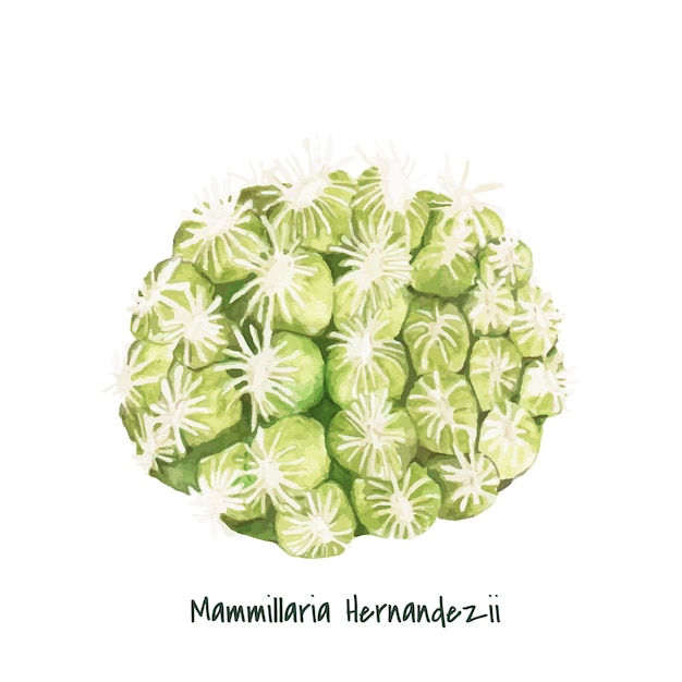 Free Vector hand drawn mammillaria hernandezii pincushion cactus