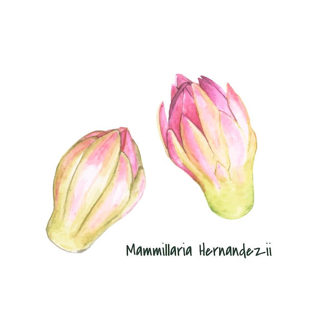 Hand drawn mammillaria hernandezii pincushion cactus