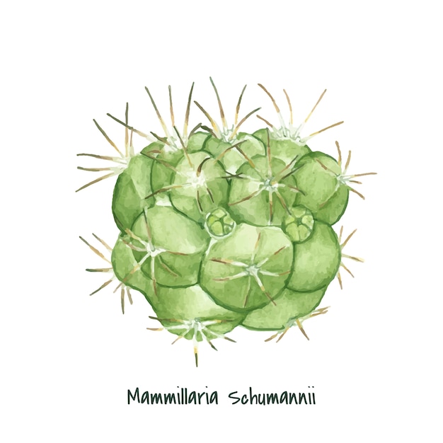 Hand drawn mammillaria schumannii pincushion cactus