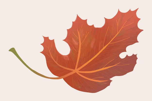 Free Vector hand drawn maple element vector fall leaf