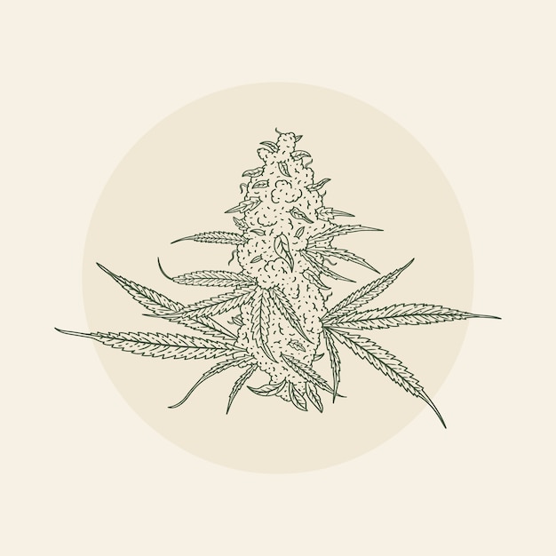 Hand drawn marijuana leaf outline illustration