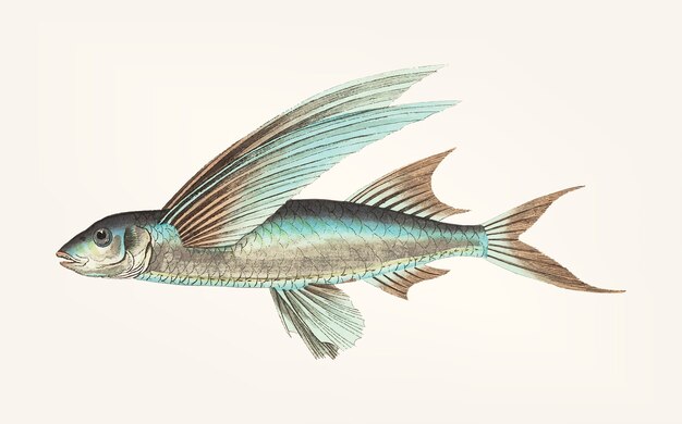 Hand drawn of Middle-finned Flyingfish