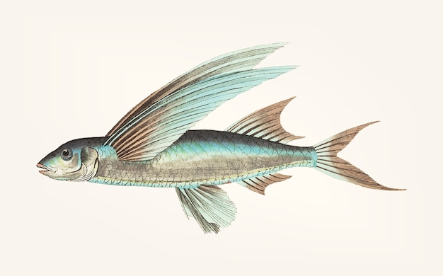 Hand drawn of Middle-finned Flyingfish