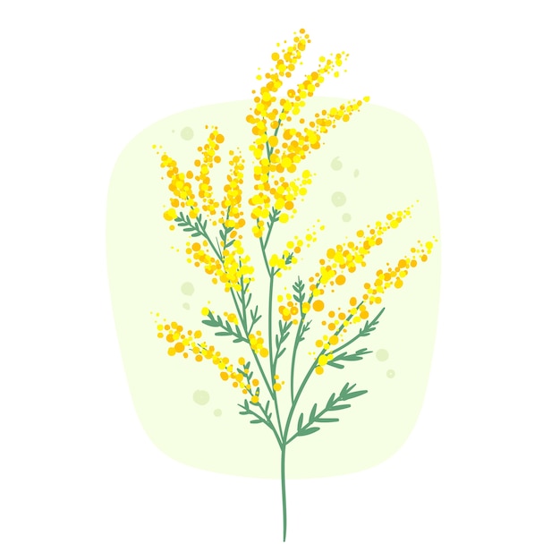 Hand drawn mimosa illustration