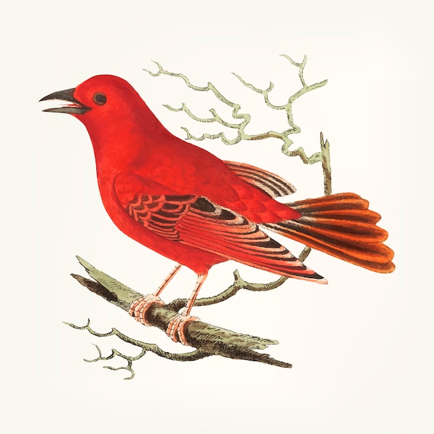 Free vector hand drawn of mississippi tanager