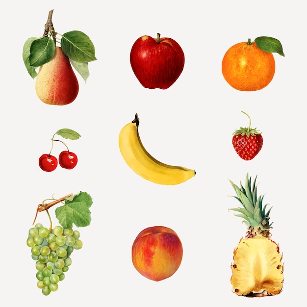 Free Vector hand drawn mixed tropical fruits